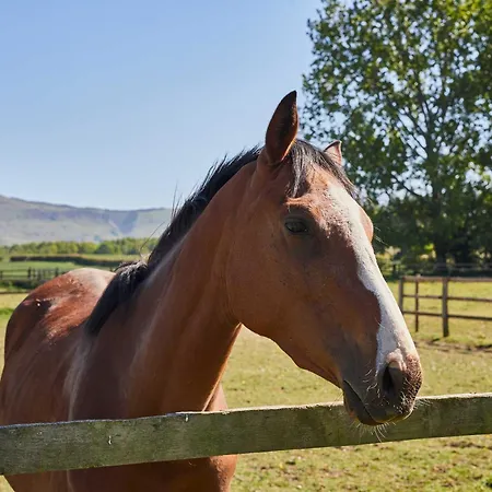 Host & - Finch House Stokesley